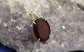 Limited Indian Ruby Pendant Large